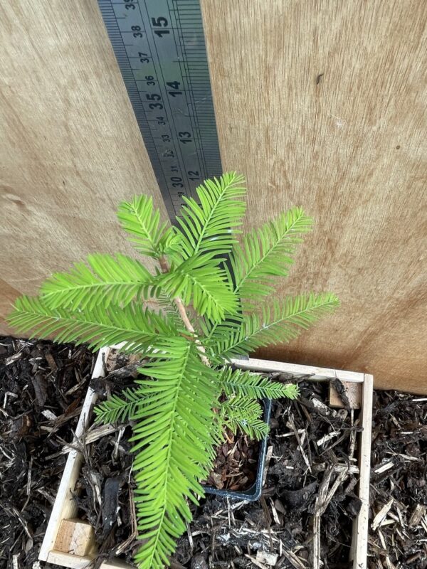 Swamp Cypress Bonsai (P9) - Image 3