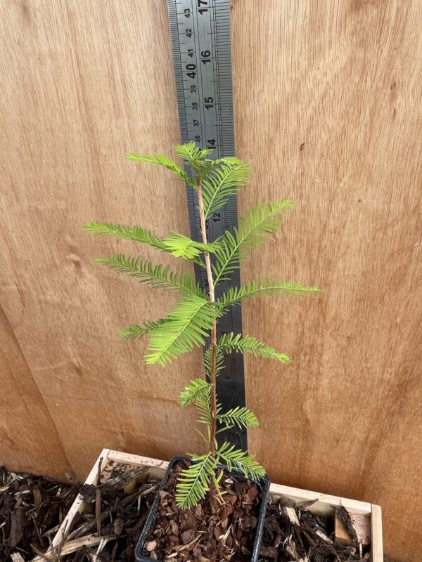 Swamp Cypress Bonsai (P9) - Image 2