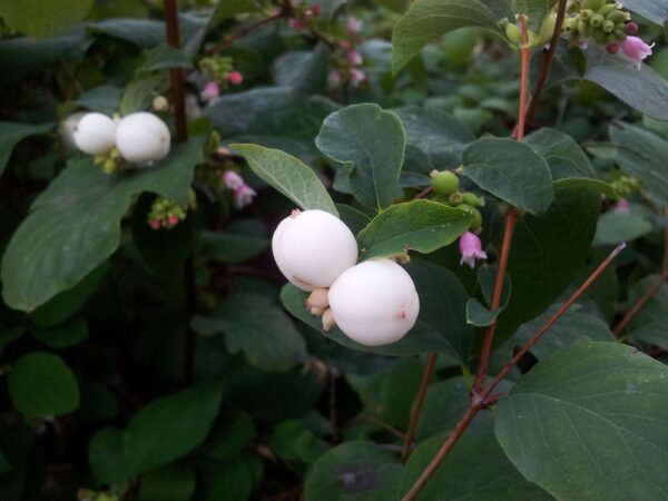 Symphoricarpos albus - Snowberry