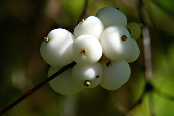 Symphoricarpos albus - Snowberry