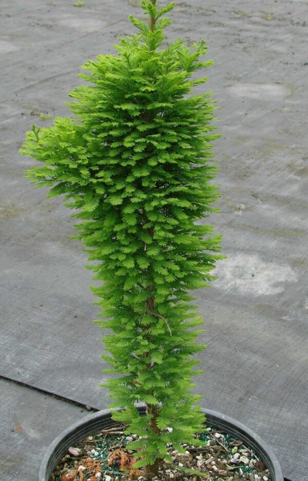 Swamp Cypress 'Pévé Minaret' 20/40cm (3L)