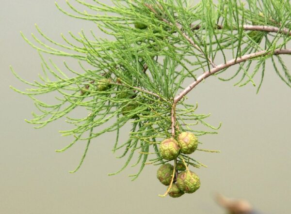 Swamp Cypress 'Nutans' 40/60cm (3L)