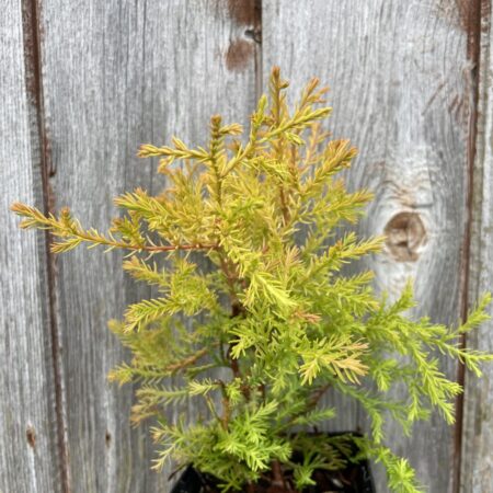 White Cedar 'Rheingold' (P9)