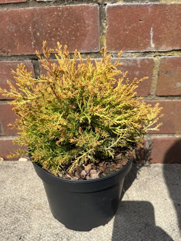Thuja occidentalis - White Cedar 'Rheingold'