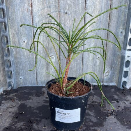 Thuja plicata Western Red Cedar ‘Whipcord’
