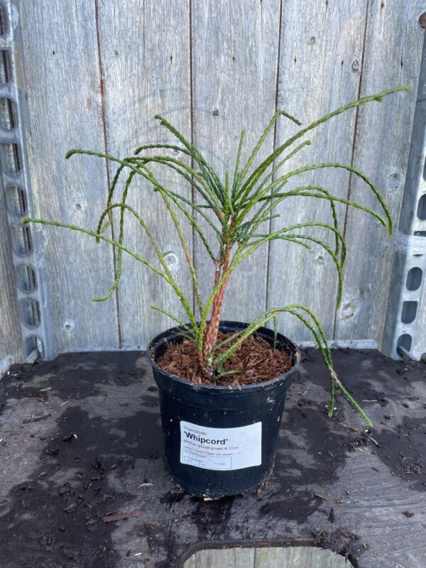 Western Red Cedar 'Whipcord' 10/20cm (1L)