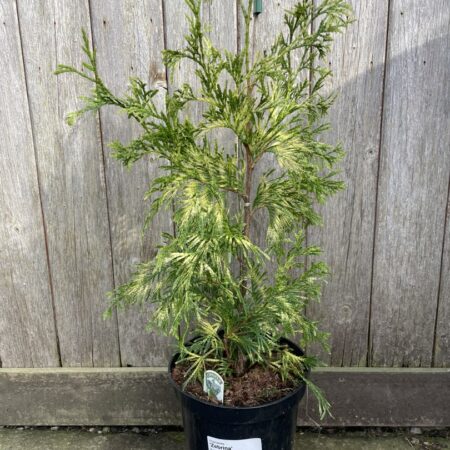 Thuja plicata Western Red Cedar ‘Zebrina’
