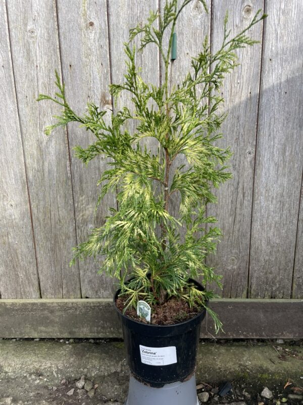 Western Red Cedar 'Zebrina' 40/60cm (3L)