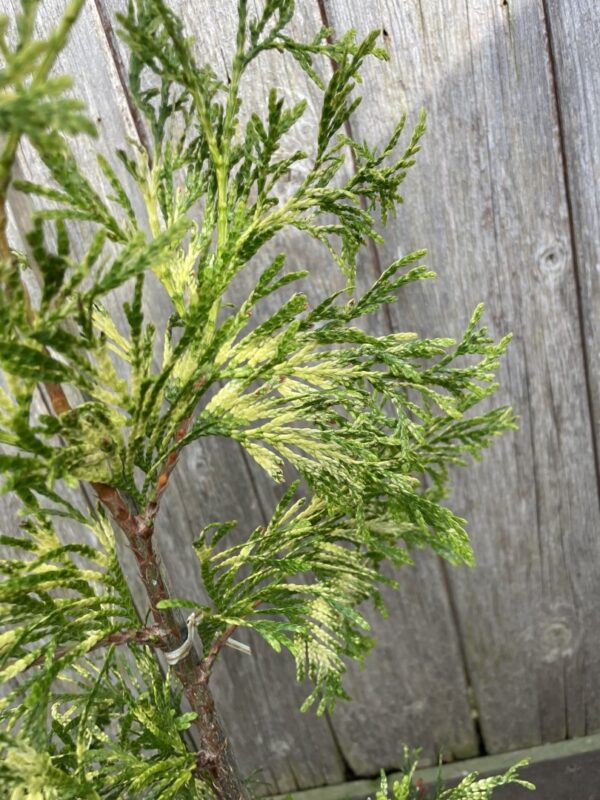 Western Red Cedar 'Zebrina' 40/60cm (3L) - Image 3