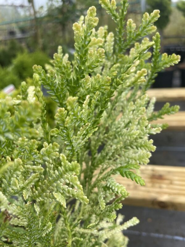Hibi Arborvitae 'Variegata' 20/40cm (1L) - Image 7