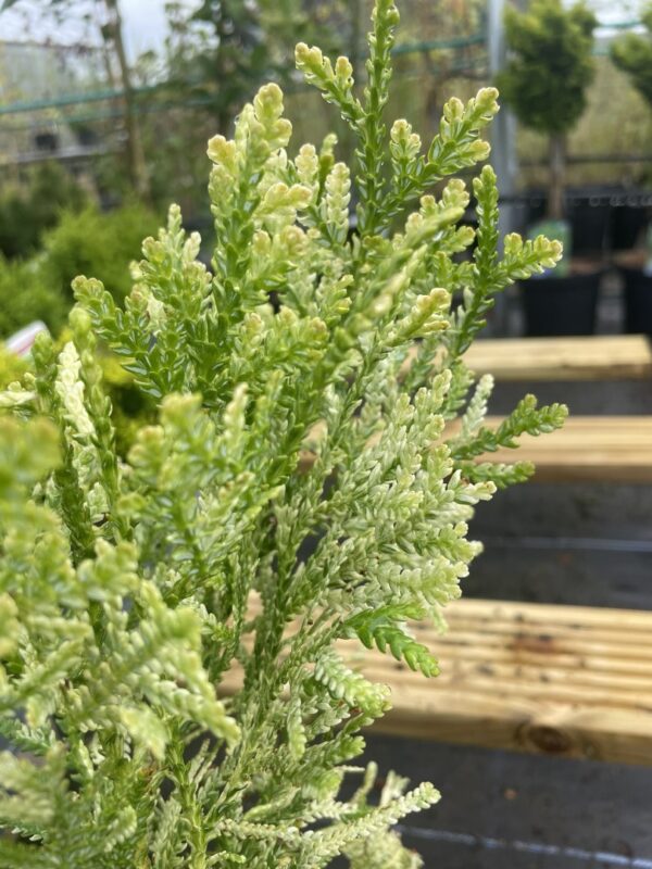 Hibi Arborvitae 'Variegata' 20/40cm (1L) - Image 6