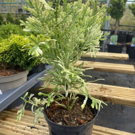 Thujopsis dolbrata - Hibi Arborvitae 'Variegata' 10/20cm
