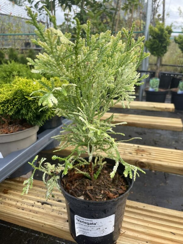 Thujopsis dolbrata - Hibi Arborvitae 'Variegata' 10/20cm