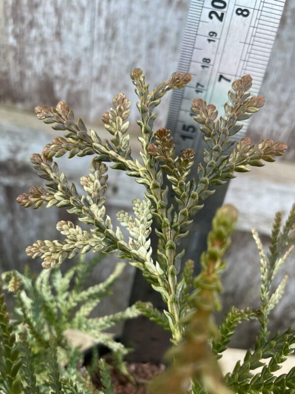 Hibi Arborvitae 'Variegata' 20/40cm (1L) - Image 4