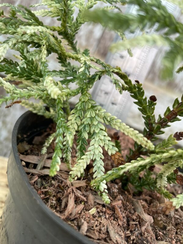 Hibi Arborvitae 'Variegata' 20/40cm (1L) - Image 3