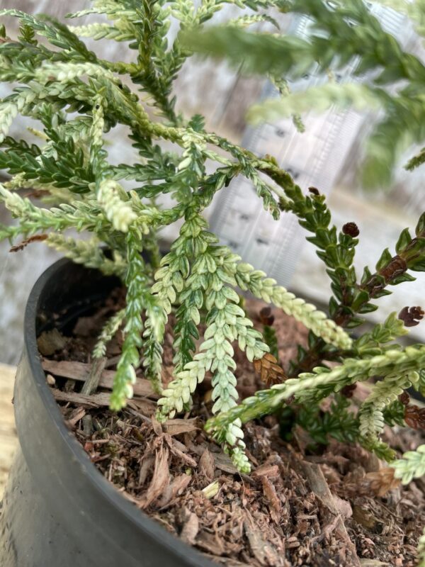 Hibi Arborvitae 'Variegata' 20/40cm (1L) - Image 5