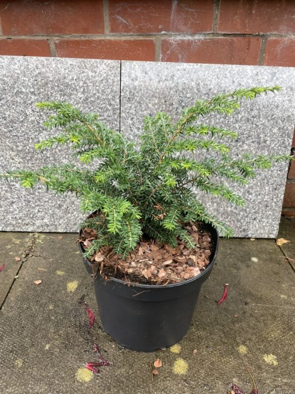 Eastern Hemlock 'Fantana' 20/40cm (5L)