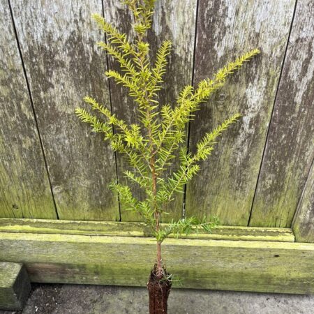 Tsuga heterophylla - Western Hemlock 40/60cm (Cell)