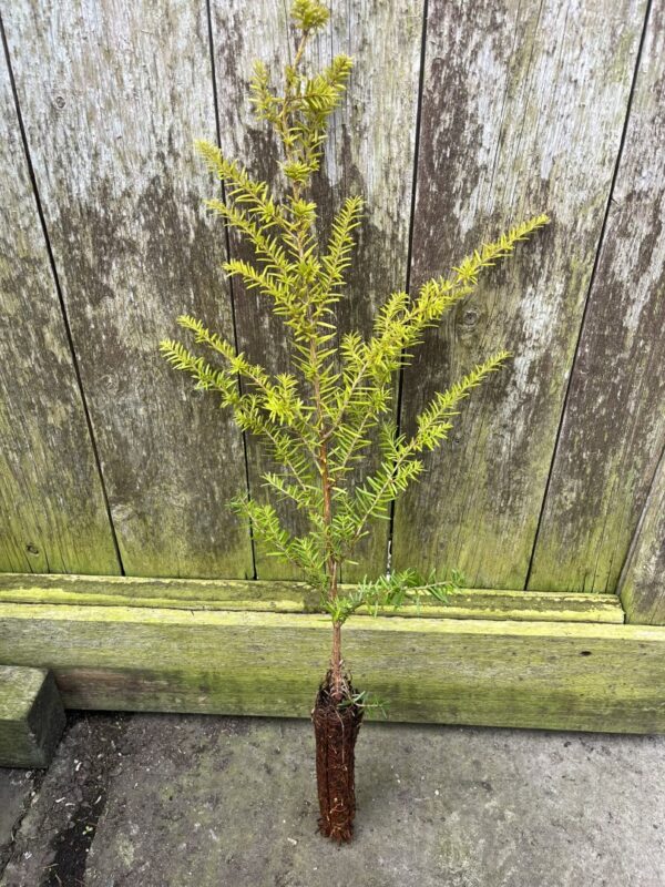 Tsuga heterophylla - Western Hemlock 40/60cm (Cell)