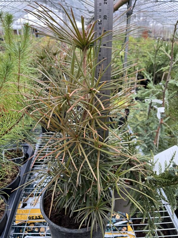 Umbrella Pine