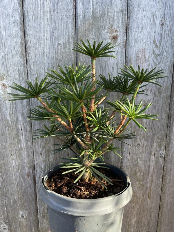 Umbrella Pine 'Green Diamond' 20/40cm (3L) - Image 2