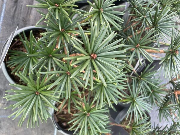 Umbrella Pine 'Green Diamond' 20/40cm (3L) - Image 3