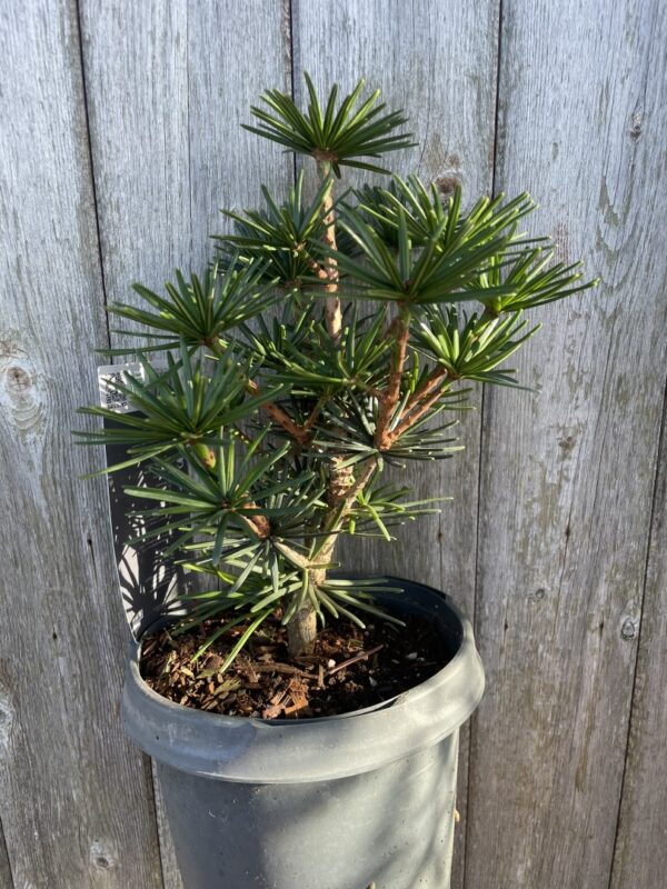 Umbrella Pine 'Green Diamond' 20/40cm (3L) - Image 4