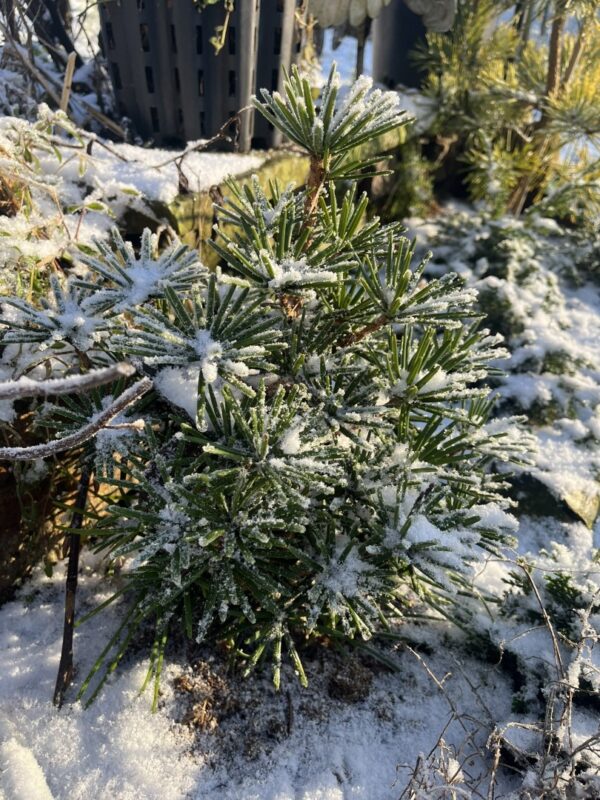 Umbrella Pine 'Green Diamond'