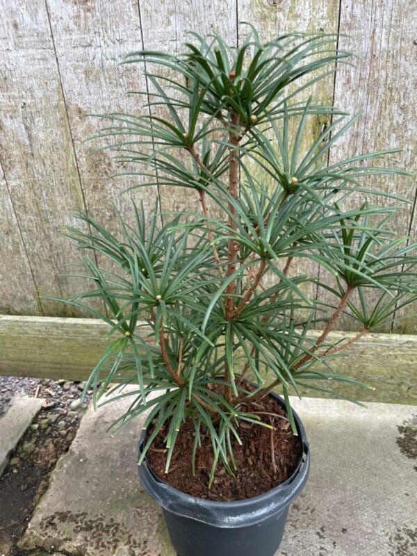 Umbrella Pine 20/40cm (3L)