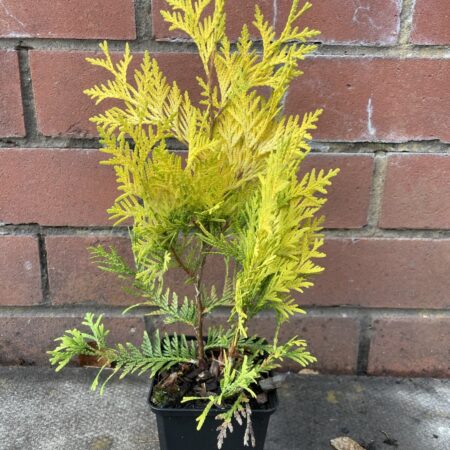 White Cedar 'Sunkist' (P9)