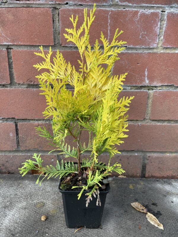 White Cedar 'Sunkist' (P9)