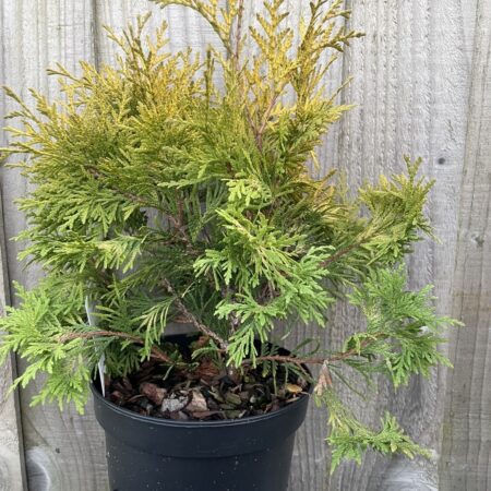White Cedar 'Sunkist' Tree (2L)