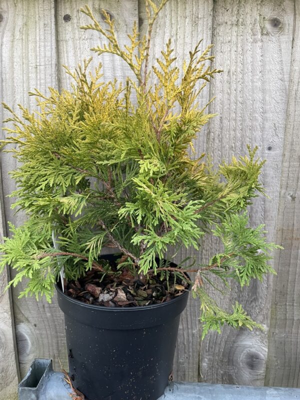 White Cedar 'Sunkist' Tree (2L)