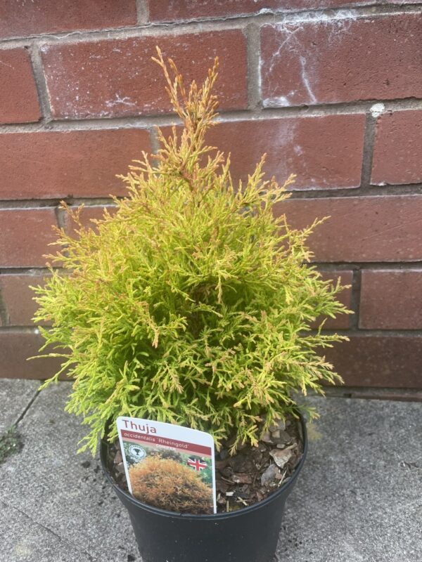 White Cedar - Thuja occidentalis 'Rheingold'