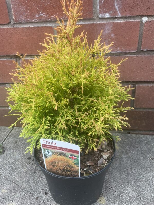 White Cedar - Thuja occidentalis 'Rheingold'