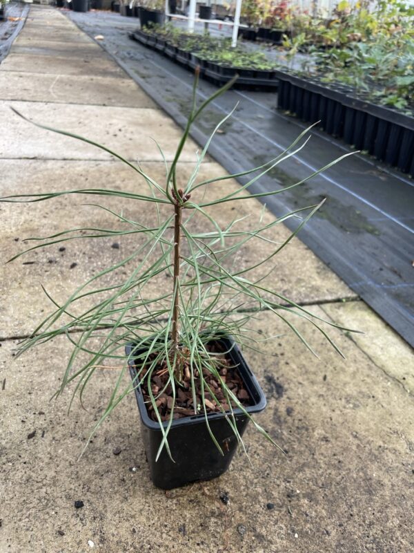 White / Weymouth Pine - Image 3