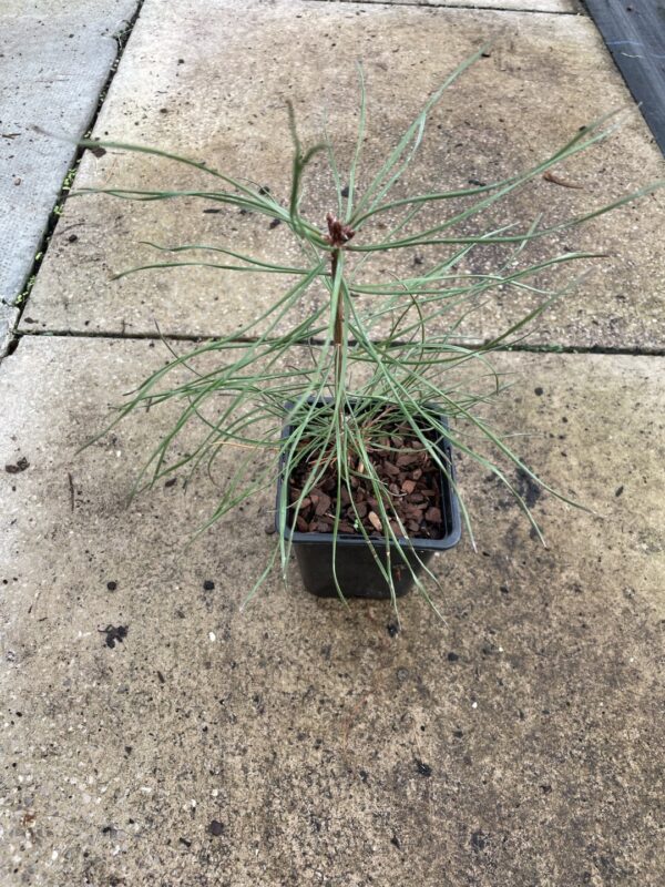 White / Weymouth Pine - Image 2