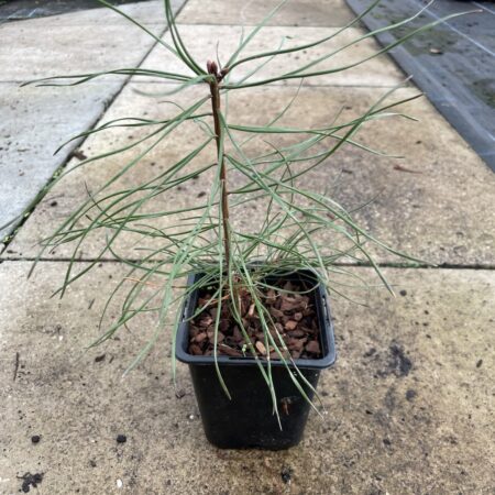 White / Weymouth Pine