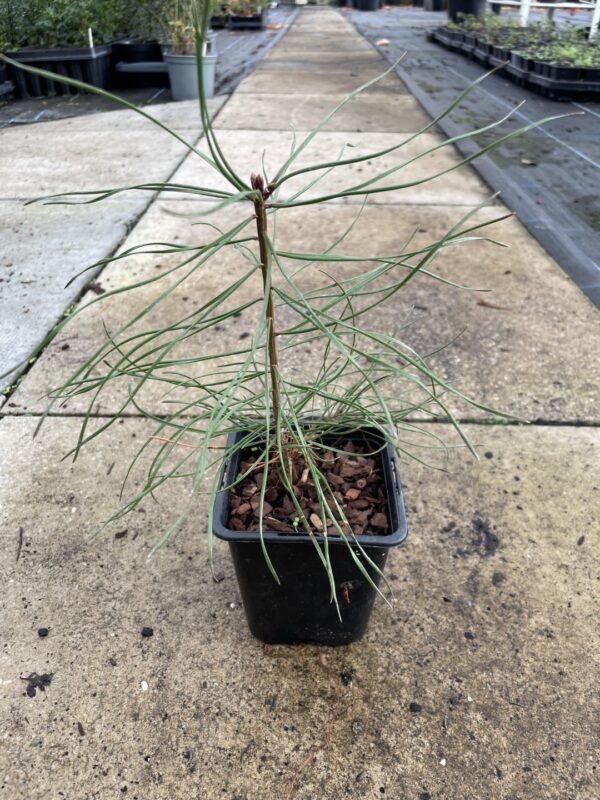White / Weymouth Pine