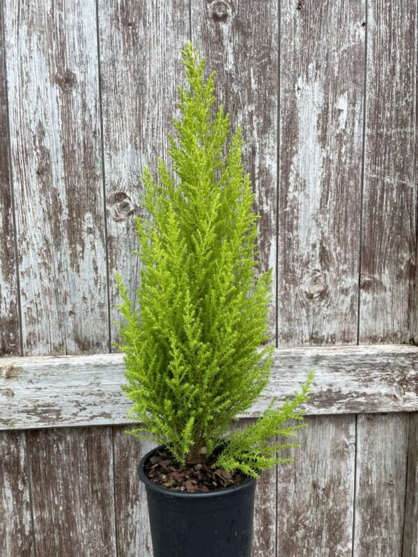 Monterey cypress 'Wilma' (1L)