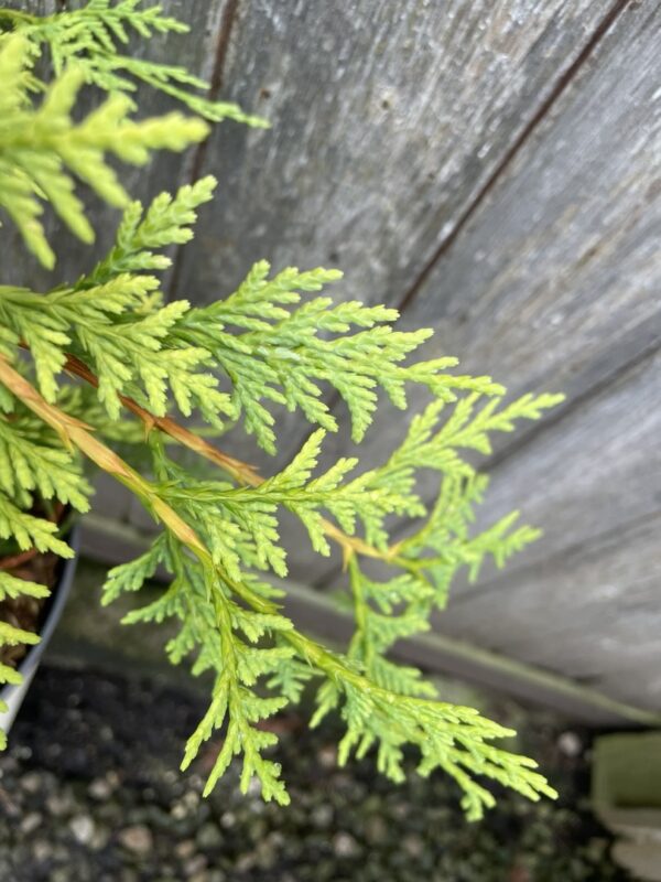 Nootka cypress 'Golden Waterfall' 60/80cm (5L) - Image 4