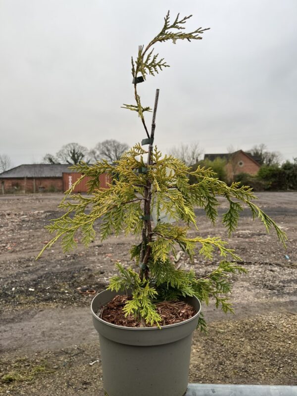 Xanthocyparis nootkatensis - Nootka cypress 'Golden Waterfall' 60/80cm (5L)