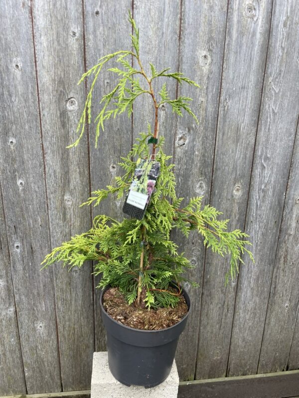 Nootka cypress 'Golden Waterfall' 60/80cm (5L) - Image 3
