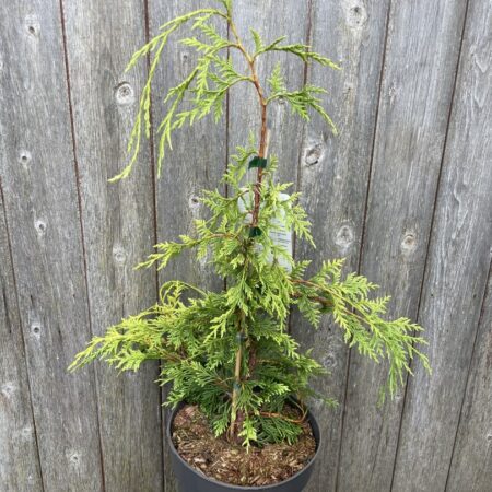 Xanthocyparis nootkatensis Nootka cypress āGolden Waterfallā