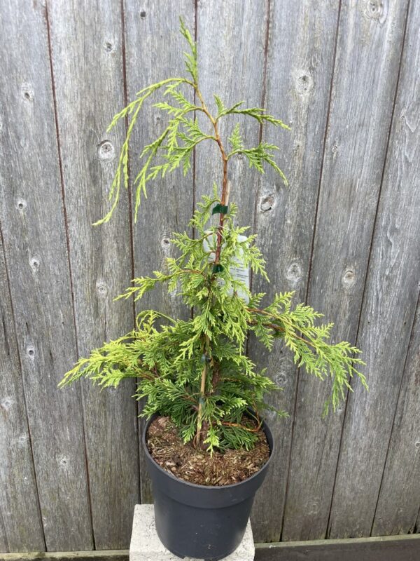 Nootka cypress 'Golden Waterfall' 60/80cm (5L)