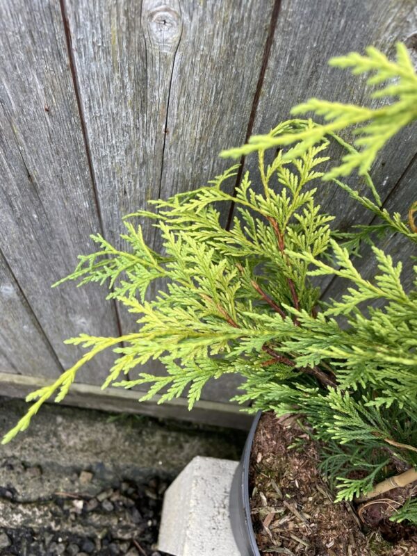 Nootka cypress 'Golden Waterfall' 60/80cm (5L) - Image 2