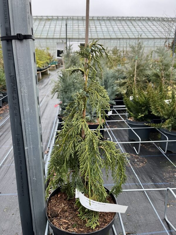 Xanthocyparis nootkatensis - Nootka cypress 'Green Arrow' 40/60cm (4L)