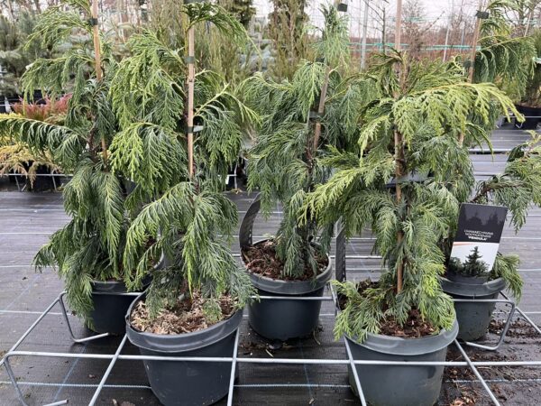 Xanthocyparis nootkatensis Nootka cypress 'Pendula' 40/60cm (3L)