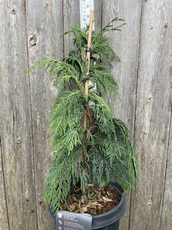 Nootka cypress 'Pendula' 40/60cm (3L)