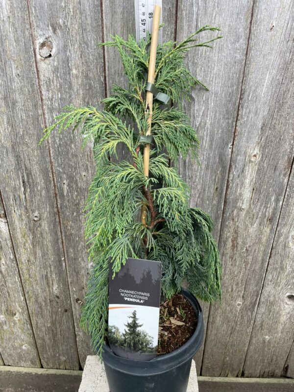 Nootka cypress 'Pendula' 40/60cm (3L) - Image 2